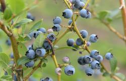 images/Fotos/Firmenportraits/Biobeerenraess/thumbs//Raess-Blaubeeren-DSC_5702.jpg