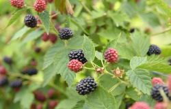 images/Fotos/Firmenportraits/Biobeerenraess/thumbs//Raess-Brombeeren-DSC_5646.jpg