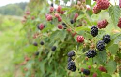 images/Fotos/Firmenportraits/Biobeerenraess/thumbs//Raess-Brombeeren-DSC_5652.jpg