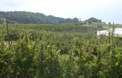 images/Fotos/Firmenportraits/Biobeerenraess/thumbs//Raess-Feld-DSC_6080.jpg