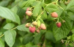 images/Fotos/Firmenportraits/Biobeerenraess/thumbs//Raess-Himbeeren-DSC_5902.jpg