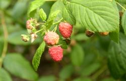 images/Fotos/Firmenportraits/Biobeerenraess/thumbs//Raess-Himbeeren-DSC_5905.jpg