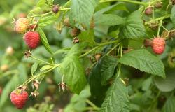 images/Fotos/Firmenportraits/Biobeerenraess/thumbs//Raess-Himbeeren-DSC_5927.jpg