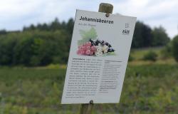 images/Fotos/Firmenportraits/Biobeerenraess/thumbs//Raess-Johannisbeeren-DSC_5720.jpg