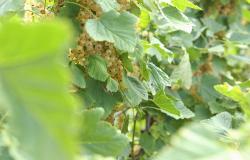 images/Fotos/Firmenportraits/Biobeerenraess/thumbs//Raess-Johannisbeeren-DSC_6032.jpg