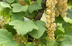 images/Fotos/Firmenportraits/Biobeerenraess/thumbs//Raess-Johannisbeeren-DSC_6044.jpg