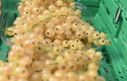 images/Fotos/Firmenportraits/Biobeerenraess/thumbs//Raess-Johannisbeeren-DSC_6055.jpg