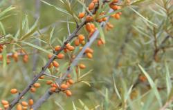 images/Fotos/Firmenportraits/Biobeerenraess/thumbs//Raess-Sanddorn-DSC_5974.jpg