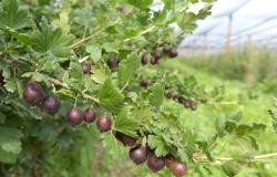 images/Fotos/Firmenportraits/Biobeerenraess/thumbs//Raess-Stachelbeeren-DSC_5817.jpg