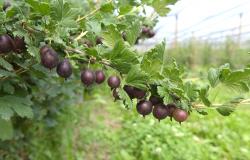 images/Fotos/Firmenportraits/Biobeerenraess/thumbs//Raess-Stachelbeeren-DSC_5820.jpg
