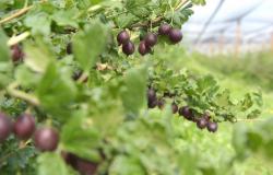 images/Fotos/Firmenportraits/Biobeerenraess/thumbs//Raess-Stachelbeeren-DSC_5824.jpg