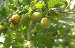 images/Fotos/Firmenportraits/Biobeerenraess/thumbs//Raess-Stachelbeeren-DSC_6120.jpg