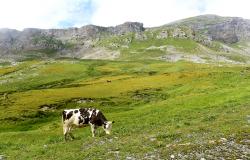 images/Fotos/Natur/Alpen/thumbs//kuh-DSC_8561.jpg