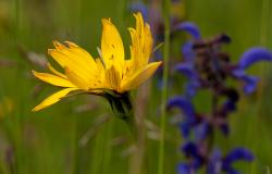 images/Fotos/Natur/Alpenflora/thumbs//blumenwiese-randen-3.jpg