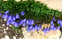 images/Fotos/Natur/Alpenflora/thumbs//farbspektrum-glockenblumen.jpg