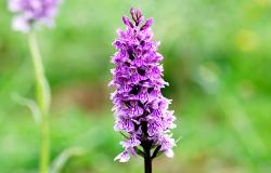 images/Fotos/Natur/Alpenflora/thumbs//gefleckte-Knabenkraut_orchid.jpg