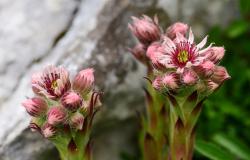 images/Fotos/Natur/Alpenflora/thumbs//hauswurz-alpenflora-melchseefrutt.jpg
