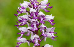 images/Fotos/Natur/Alpenflora/thumbs//helm-orchis.jpg