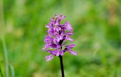 images/Fotos/Natur/Orchideen/thumbs//Knabenkraut_lenk-orchidee.jpg