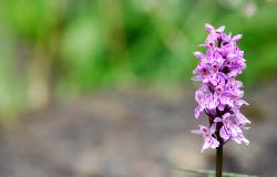 images/Fotos/Natur/Orchideen/thumbs//Knabenkraut_orchid-farbspektrum.jpg