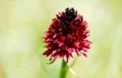 images/Fotos/Natur/Orchideen/thumbs//Maennertreu_DSC0701.jpg
