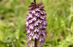 images/Fotos/Natur/Orchideen/thumbs//Purpur-Orchis-Purpur-Knabenkraut_DSC4134.jpg