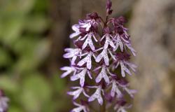 images/Fotos/Natur/Orchideen/thumbs//Purpur-Orchis-Purpur-Knabenkraut_DSC4143.jpg