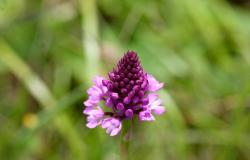 images/Fotos/Natur/Orchideen/thumbs//Spitzorchis-farbspektrum_2.jpg