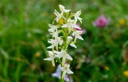 images/Fotos/Natur/Orchideen/thumbs//Waldhyazinthe_DSC0146.jpg