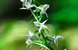 images/Fotos/Natur/Orchideen/thumbs//farbspektrum-zweiblaettrige-waldhyazinthe.jpg