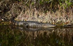 images/Fotos/Natur/Tierwelten/thumbs//Alligator-DSC_4267.jpg