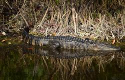 images/Fotos/Natur/Tierwelten/thumbs//Alligator-DSC_4273.jpg