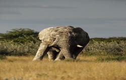 images/Fotos/Natur/Tierwelten/thumbs//Elefantenbulle-19.jpg