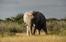 images/Fotos/Natur/Tierwelten/thumbs//Elefantenbulle-20.jpg
