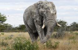 images/Fotos/Natur/Tierwelten/thumbs//Elefantenbulle.jpg