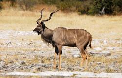 images/Fotos/Natur/Tierwelten/thumbs//Ethosha-grosser-Kudu-3.jpg