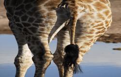 images/Fotos/Natur/Tierwelten/thumbs//Giraffe-hinten.jpg