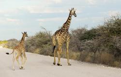 images/Fotos/Natur/Tierwelten/thumbs//Giraffen-1.jpg