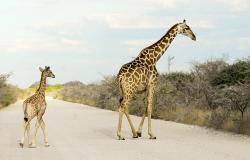 images/Fotos/Natur/Tierwelten/thumbs//Giraffen-4.jpg