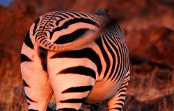 images/Fotos/Natur/Tierwelten/thumbs//Rostock-Ritz-Zebra.jpg