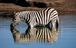images/Fotos/Natur/Tierwelten/thumbs//Zebra-Wassertrinken.jpg