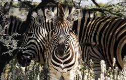 images/Fotos/Natur/Tierwelten/thumbs//Zebras-4.jpg