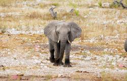 images/Fotos/Natur/Tierwelten/thumbs//junger-elefant.jpg