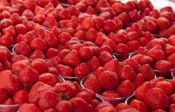 images/Fotos/Reisen/Frankreich/thumbs//Erdbeeren.jpg