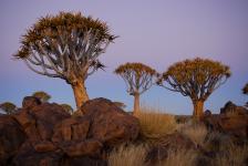 images/Fotos/Reisen/Namibia/thumbs/farbspektrum-Koecherbaeume-sonnenuntergang.jpg