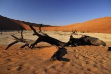 images/Fotos/Reisen/Namibia/thumbs/farbspektrum-Sossusvlei-Deadvlei-Baum-1.jpg