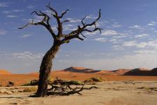images/Fotos/Reisen/Namibia/thumbs/farbspektrum-Sossusvlei-Deadvlei-Baum.jpg