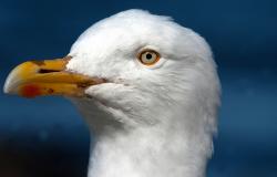 images/Fotos/Reisen/Norwegen/thumbs//farbspektrum-Seagull-voegel.jpg
