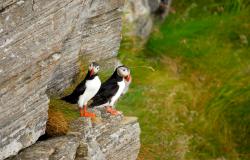 images/Fotos/Reisen/Norwegen/thumbs//farbspektrum-Vogelinsel-Runde-Papageientaucher.jpg